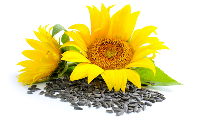 تخمه آفتابگردان