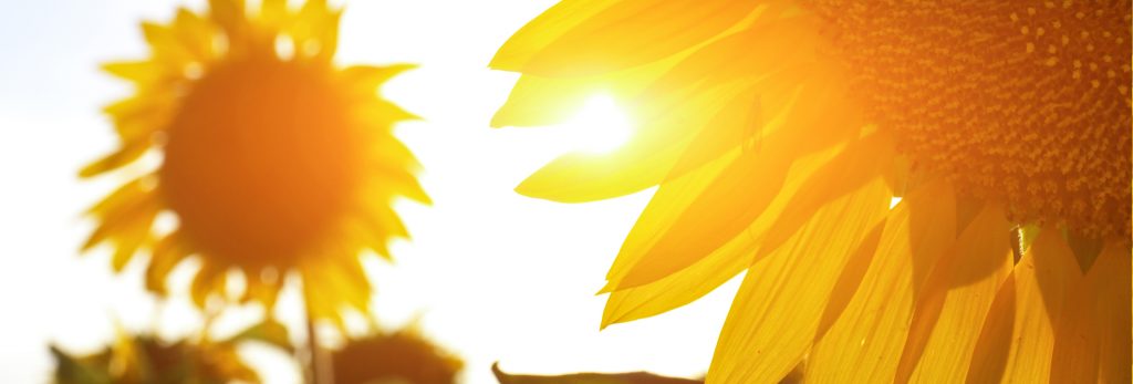 گل آفتابگردان