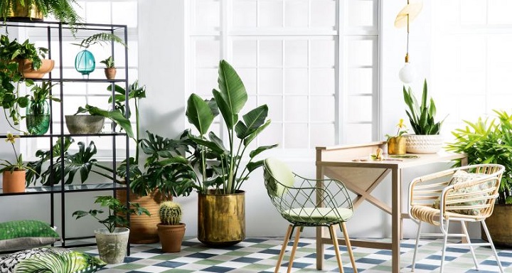 گیاهان آپارتمانی