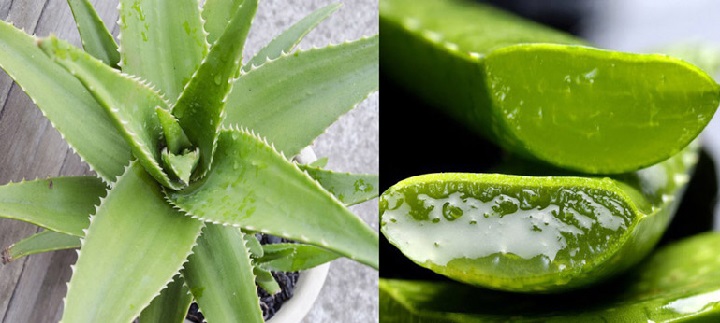 کاشت آلوئه ورا