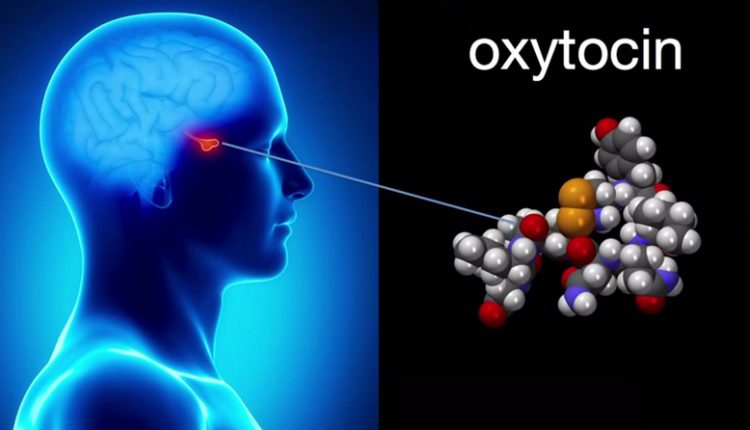 when-youre-stressed-your-pituitary-gland-releases-oxytocin-a-hormone-that-compels-you-to-seek-support-oxytocin-is-also-released-when-you-hug-someone